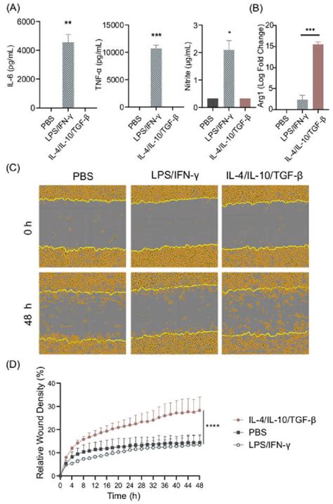 LPS IFN γ induce M1 polarization while IL 4 IL 10 TGF β induce M2