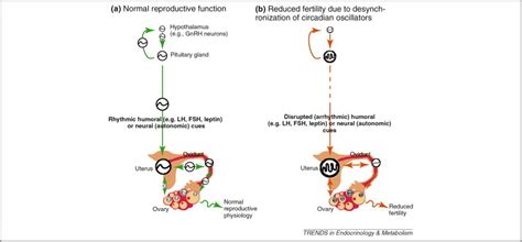 Circadian Clocks In The Ovary Trends In Endocrinology And Metabolism