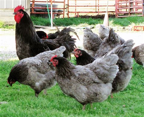 The Jersey Giant Chicken Lays Jumbo Sized Eggs Makes An Excellent Choice For Bug Patrol And