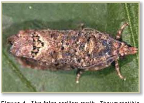 Figure 1 From Progress On Entomopathogenic Nematodes Epns For The Control Of False Codling