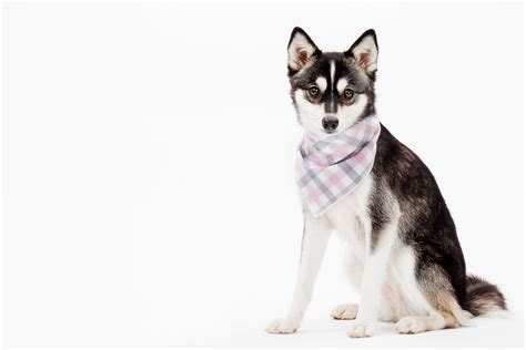 Alaskan Klee Kai Alaskan Klee Kai Fur Babies Terrier