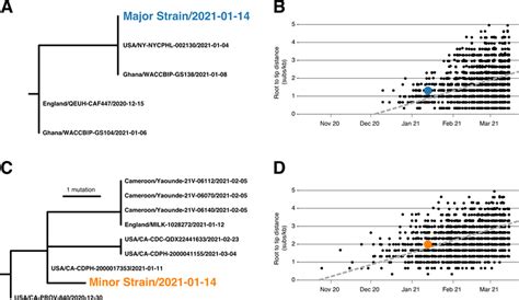 Phylogenetic Consistency Of Major And Minor Variants A Phylogeny Of Download Scientific Diagram