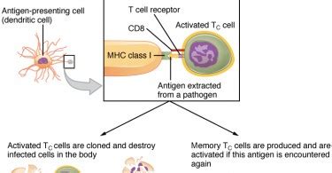 Helper T Cells Archives - Pediaa.Com