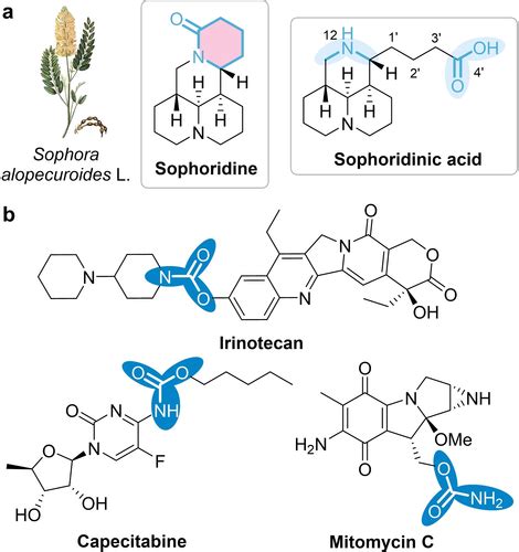 Sophoridine Derivatives Induce Apoptosis And Autophagy To Suppress The