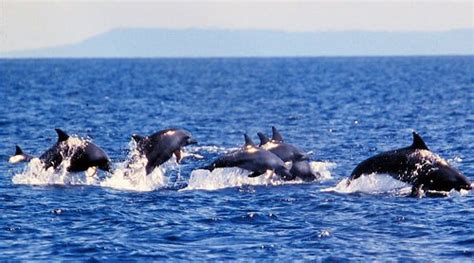 Dolphin Watching Tour In Pamilacan Island Cebu Trip Tours