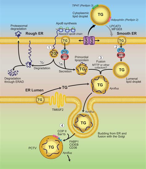 Genetic Regulation Of Intestinal Lipid Transport And Metabolism