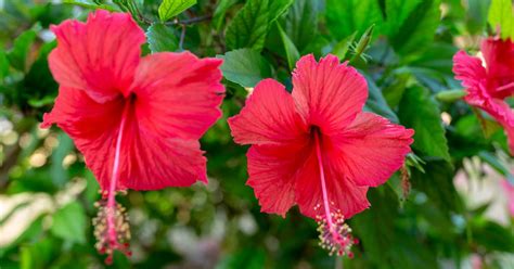 Hibiscus Meaning Explained Symbolism And Mythology