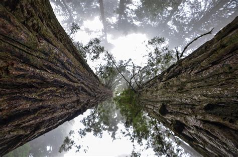 Cuánto tarda en crecer un árbol