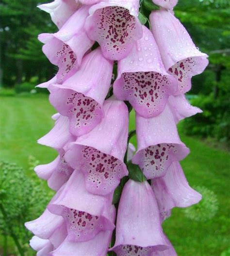 Mr Fothergill S Seeds Foxglove Excelsior Mixed