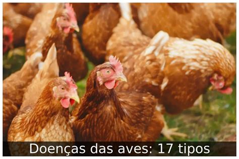 Doenças das aves 17 tipos Portal Útil