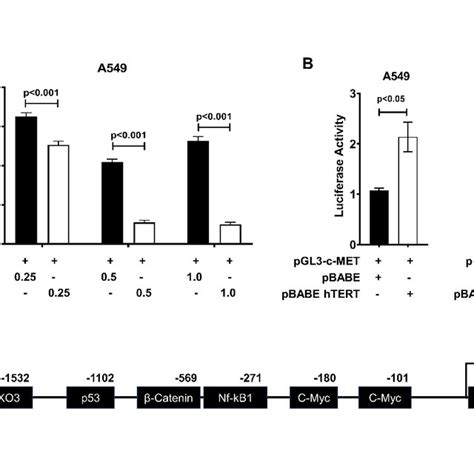 Htert Expression Induced C Met Promoter Activity Download Scientific Diagram