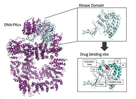 DNA-PKcs structure, highlighting the kinase domain and predicted DNA-PK... | Download Scientific ...