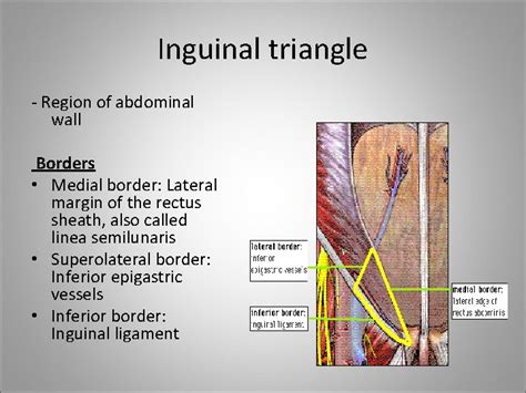 Inguinal Canal Boundaries