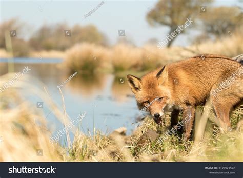 Red Fox Nature Background Stock Photo 2120921522 Shutterstock
