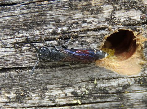 Sapyga Quinquepunctata Female Rye Harbour NR Sussex 201 Flickr