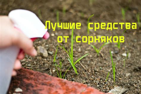 Лучшие средства от сорняков на 2025 год