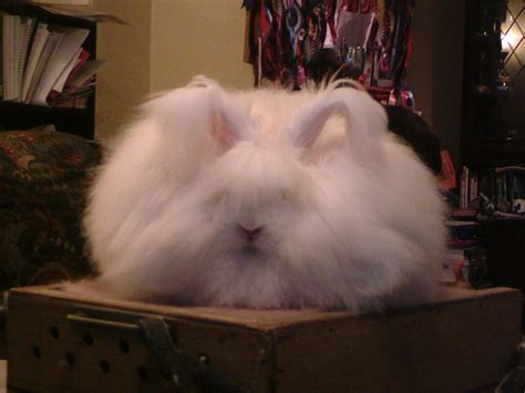 Variations In Faces And Ears In The English Angora Uk National Angora