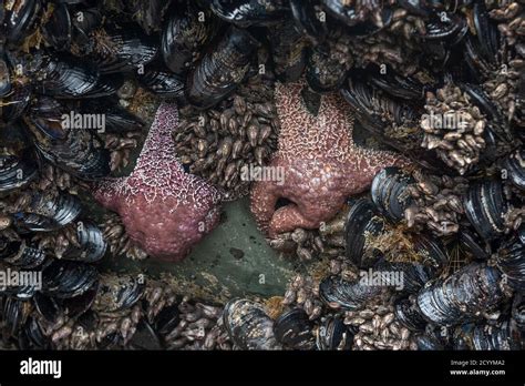 Tide pool animals: sea star, clams and echinoderms underwater in the ...