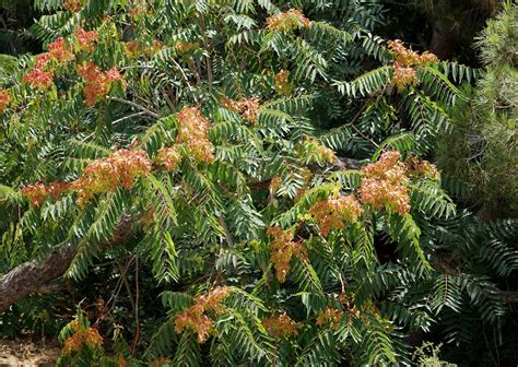 Айлант высочайший,Хайфа,Израиль,июль 2017.