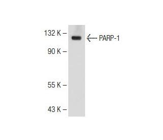 Anti Parp Antibody A Scbt Santa Cruz Biotechnology