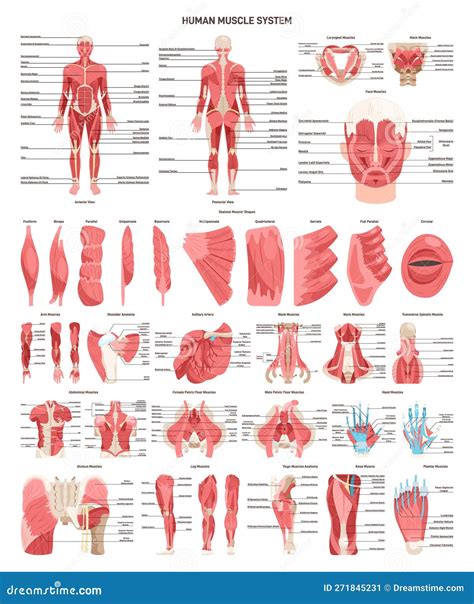 Conjunto De Sistemas Musculares Humanos Vista Frontal Y Posterior