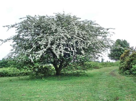 The Hawthorne Tree Is Considered A Fairy Bush In Ireland This Tree Is