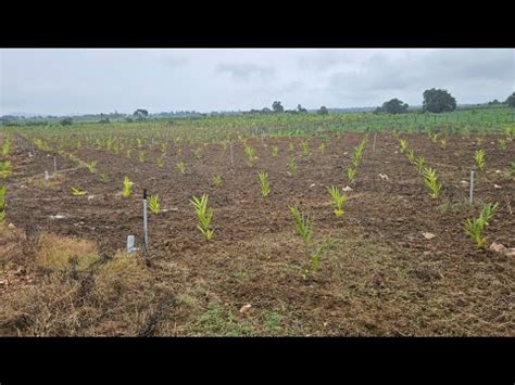 4 Acre Areca Plantation For Sale In Belur YouTube