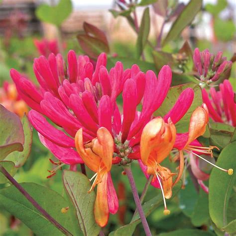 Have A Question About Spring Hill Nurseries Goldflame Honeysuckle