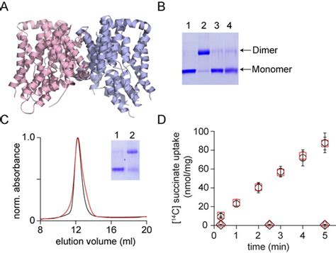 A Facile Approach For The In Vitro Assembly Of Multimeric Membrane