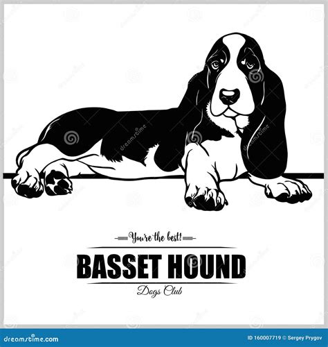 Basset Hound Dog Vector Illustration For T Shirt Logo And Template