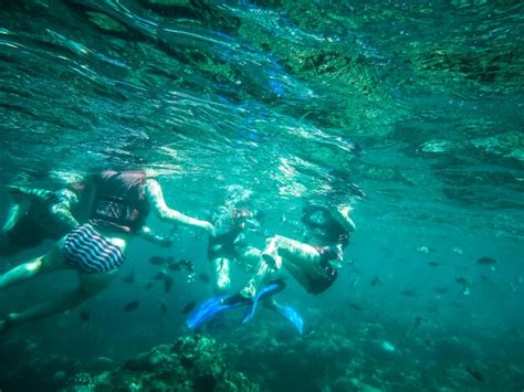 Premium Photo | Aerial view of turtle swimming in sea