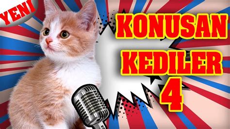 Konu An Kediler En Komik Kedi Videolar Youtube