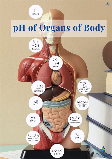 Ph Of Human Body Organs Tringen India