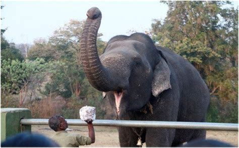 Elephant Feeding Camp Mudumalai Deep Jungle Home