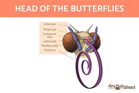 body parts   butterfly   functions