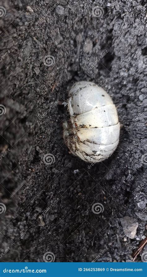 Horn Beetle Larvae that are Burying Themselves and Preparing To Turn ...