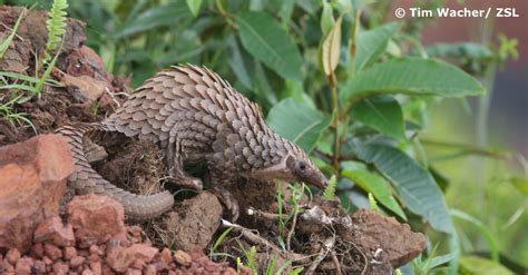 World Pangolin Day Celebrations Highlight Pangolin Conservation In A