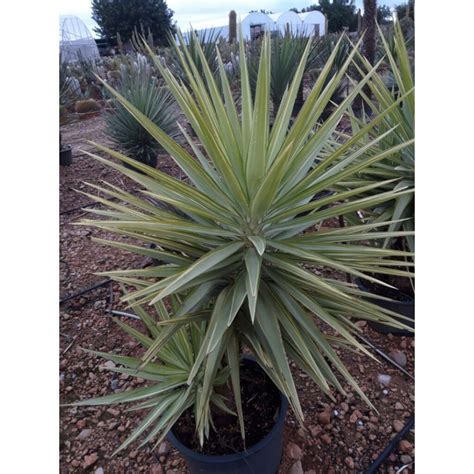 Yucca Elephantipes Jewel Palmiers Du Monde Taille Yucca Elephantipes