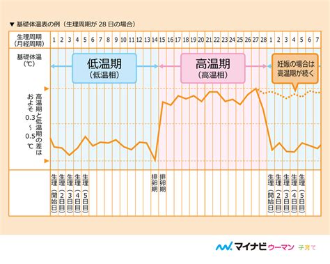 【医師監修】高温期が何日続けば妊娠の可能性 妊娠中はいつまで高温が続く マイナビ子育て