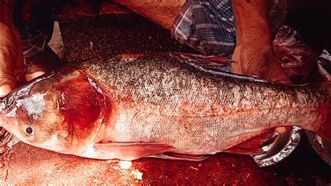 Carp Fish Cutting Expert BD Fish Market Fish Cutting Skills YouTube