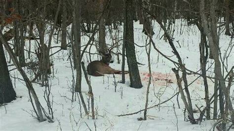 Father And Son Investigated For Poaching Of World Class Buck