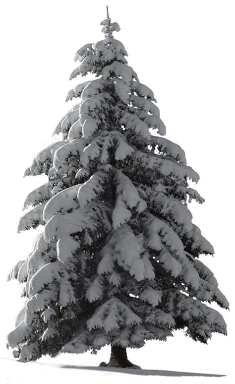 Free Snowy Tree Png Download Free Snowy Tree Png Png Images Free ...