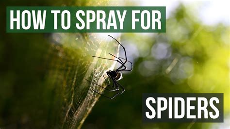 How To Spray To Get Rid Of Spiders YouTube