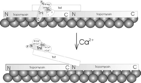 Schematic diagram of the regulation of muscle contraction by troponin ...