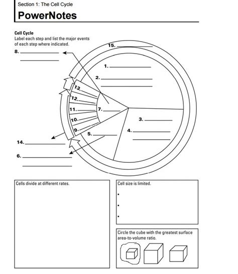 Cell Growth Division And Reproduction Worksheet Divisonworksheets