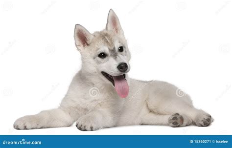 Siberian Husky 12 Weeks Old Lying Stock Image Image Of Horizontal