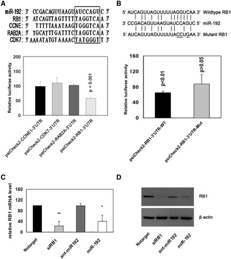 RB1 Is One Of The Direct Targets Of MiR 192 A The Binding Site Of