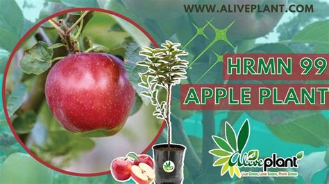 Hrmn 99 Apple Plant जानिए हारिमोन निन्यानबे सेब के पौधे के बारे में