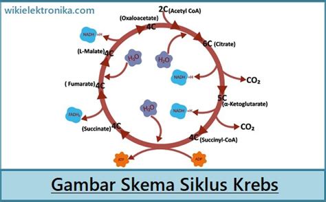 Siklus Krebs Pengertian Tahapan Dan Hasilnya