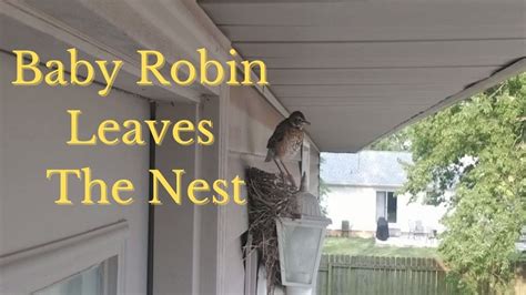 Part 3 The Baby Robins Leave The Nest Youtube